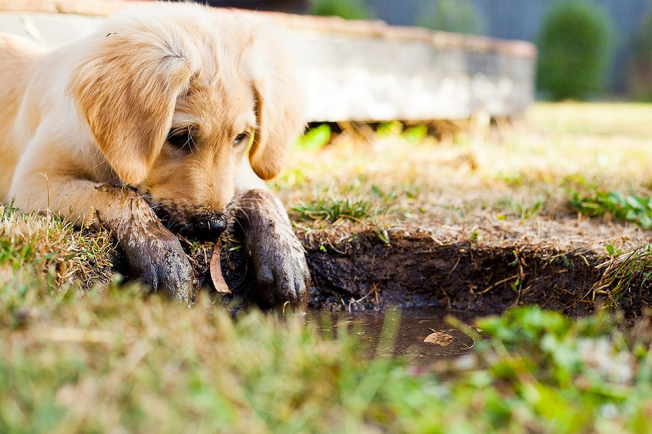 How to Recognize Signs of Distress in Pets